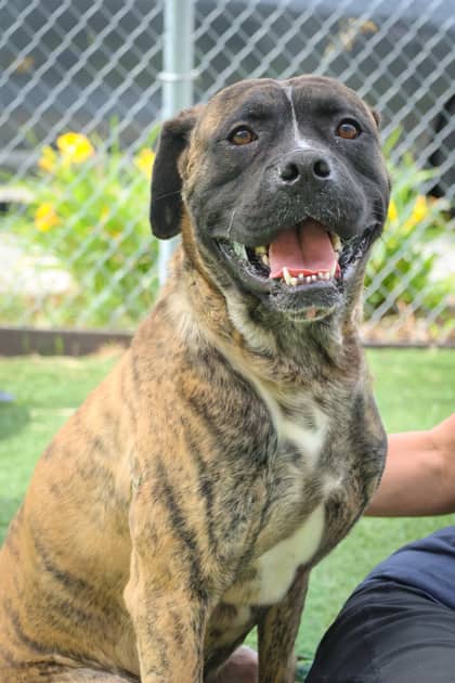 Apollo - Mixed Breed available for adoption