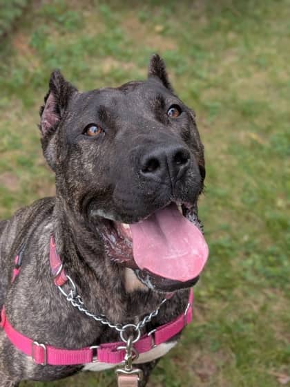 Kuma - Mixed Breed available for adoption