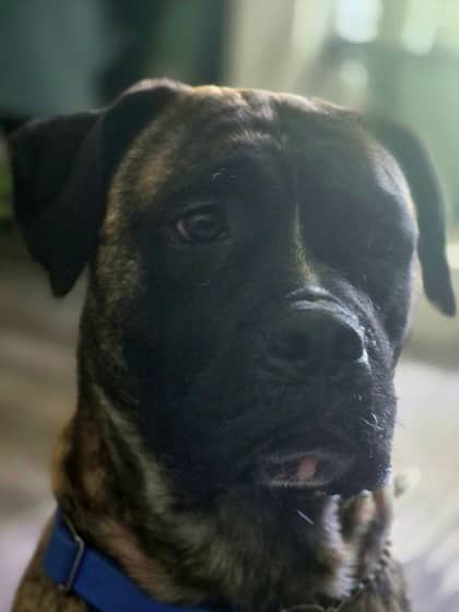 Apollo - Mixed Breed available for adoption