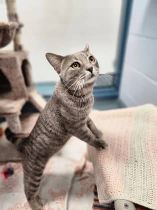 Ichabod - Domestic Shorthair/Mix cat available for adoption at Humane Society of Kitchener Waterloo & Stratford Perth in Kitchener
