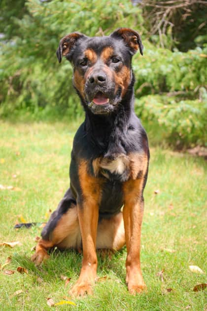 Nora - Mixed Breed available for adoption at Humane Society of Kitchener Waterloo & Stratford Perth in Kitchener