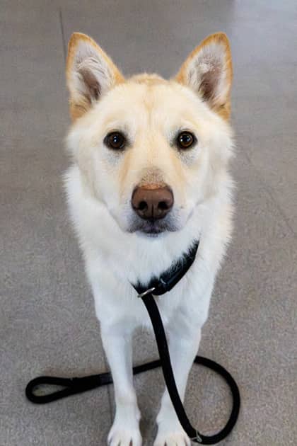 Polar - Mixed Breed available for adoption