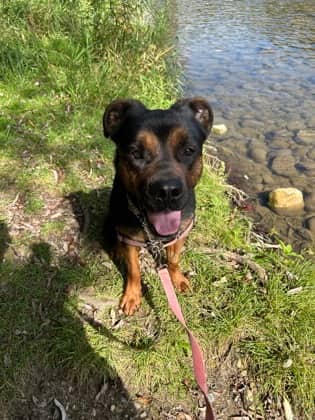 Nora - Mixed Breed available for adoption