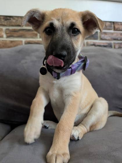 Sundog - Mixed Breed available for adoption at Humane Society of Kitchener Waterloo & Stratford Perth in Kitchener