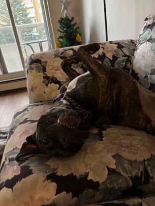 Veronica - Mixed Breed available for adoption