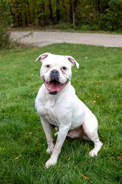 Goomba - Mixed Breed available for adoption at Humane Society of Kitchener Waterloo & Stratford Perth in Kitchener