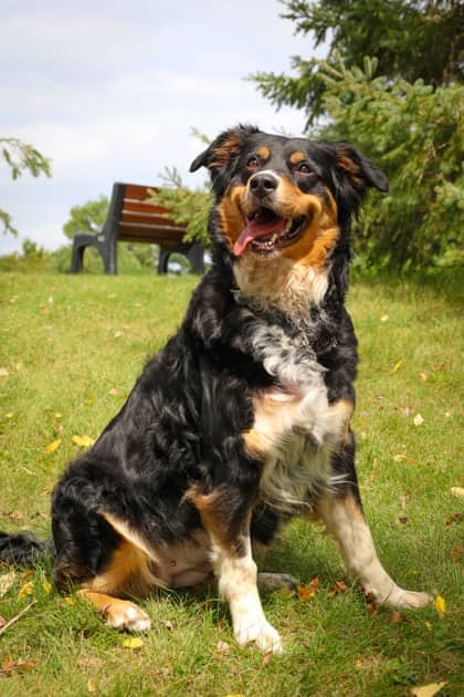 Bobbi - Mixed Breed available for adoption at Humane Society of Kitchener Waterloo & Stratford Perth in Kitchener