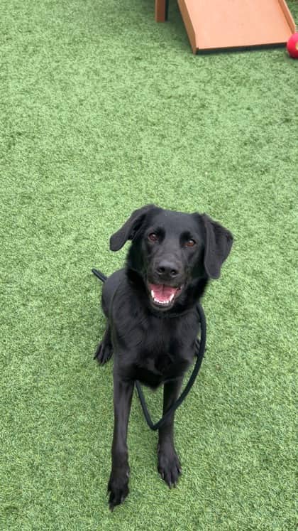 Cera - Mixed Breed available for adoption