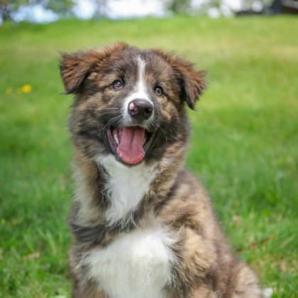 Jasper - Mixed Breed available for adoption at Humane Society of Kitchener Waterloo & Stratford Perth in Kitchener