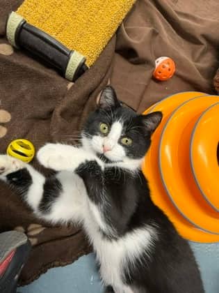 Stormy - Domestic Shorthair/Mix cat available for adoption at Humane Society of Kitchener Waterloo & Stratford Perth in Kitchener