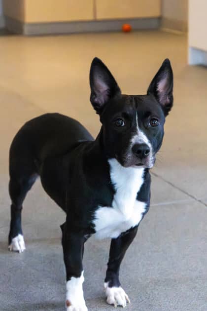Shawty - Mixed Breed available for adoption at Humane Society of Kitchener Waterloo & Stratford Perth in Kitchener