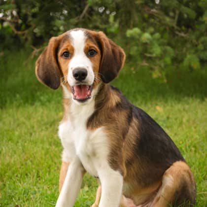 Laddie - Mixed Breed available for adoption at Humane Society of Kitchener Waterloo & Stratford Perth in Kitchener