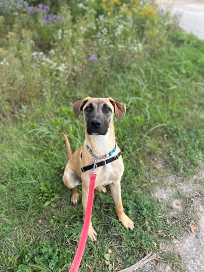 Wall.E - Mixed Breed available for adoption at Humane Society of Kitchener Waterloo & Stratford Perth in Kitchener