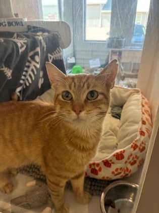 Sid - Domestic Shorthair/Mix cat available for adoption at Humane Society of Kitchener Waterloo & Stratford Perth in Kitchener