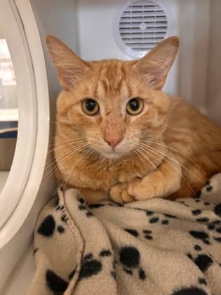 Chilli Cheese - Domestic Shorthair/Mix available for adoption