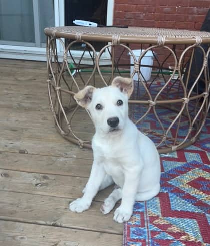 Frazil - Mixed Breed available for adoption at Humane Society of Kitchener Waterloo & Stratford Perth in Kitchener