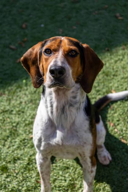 Maslow - Mixed Breed available for adoption