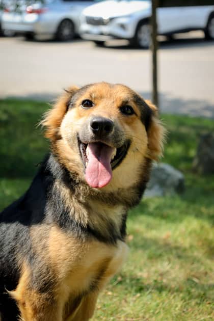 Ronnie - Mixed Breed available for adoption at Humane Society of Kitchener Waterloo & Stratford Perth in Kitchener