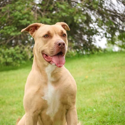Swift - Mixed Breed available for adoption