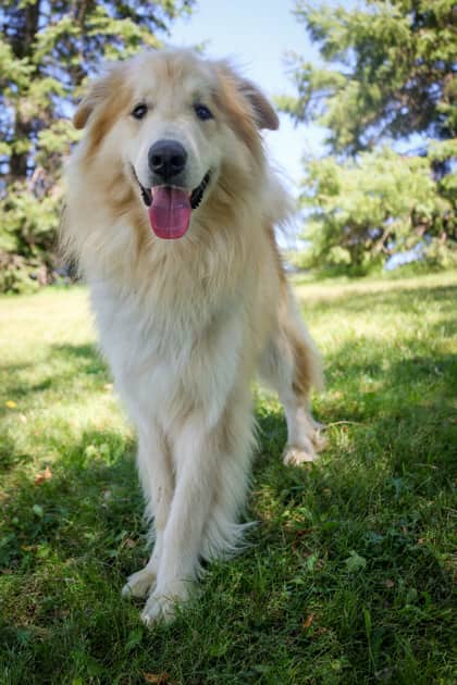 Kermit - Mixed Breed available for adoption