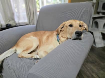 Hoover - Mixed Breed available for adoption at Humane Society of Kitchener Waterloo & Stratford Perth in Kitchener