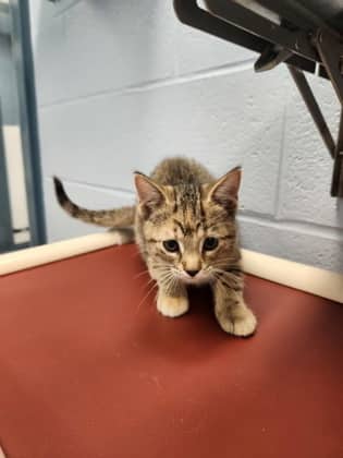 Cherry - Domestic Shorthair/Mix available for adoption