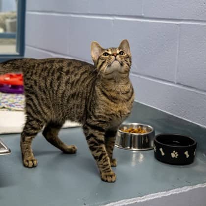 Apple Sauce - Domestic Shorthair/Mix cat available for adoption at Humane Society of Kitchener Waterloo & Stratford Perth in Kitchener