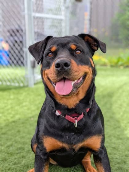 Lottie - Mixed Breed available for adoption