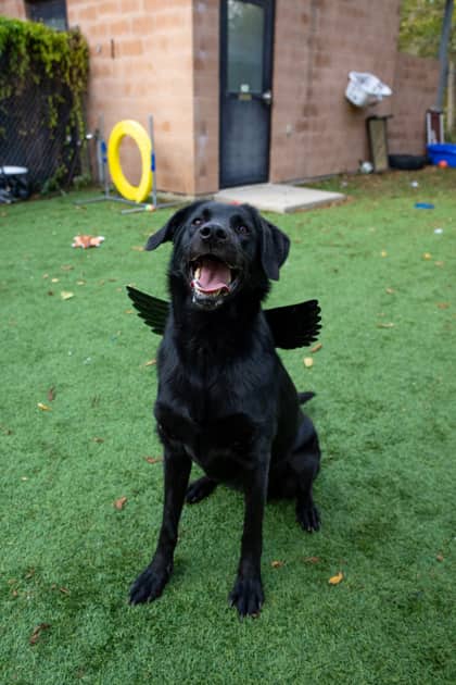 Cera - Mixed Breed available for adoption