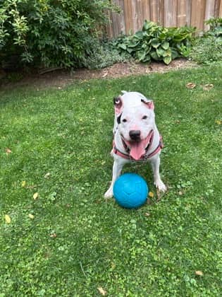 Jack - Mixed Breed available for adoption