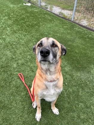 Bali - Mixed Breed available for adoption at Humane Society of Kitchener Waterloo & Stratford Perth in Kitchener