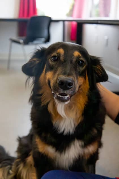 Fluffy - Mixed Breed available for adoption at Humane Society of Kitchener Waterloo & Stratford Perth in Kitchener