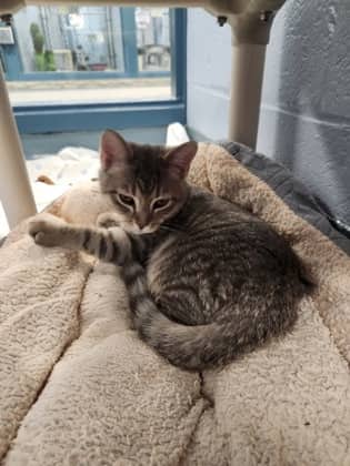 Sunny - Domestic Shorthair/Mix cat available for adoption at Humane Society of Kitchener Waterloo & Stratford Perth in Kitchener