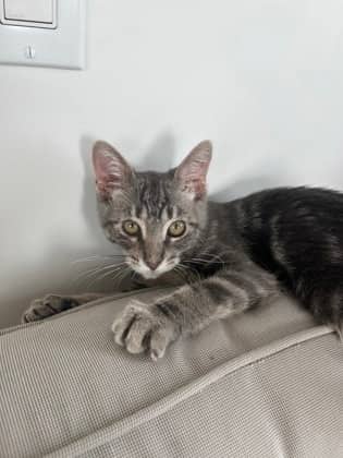 Snugglebug - Domestic Shorthair/Mix available for adoption