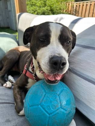Lilly - Mixed Breed available for adoption