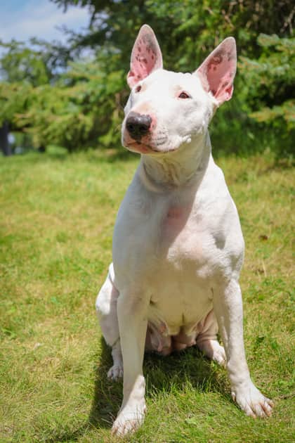 Jillian - Mixed Breed available for adoption at Humane Society of Kitchener Waterloo & Stratford Perth in Kitchener