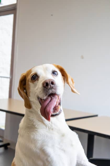 Gerdie - Mixed Breed available for adoption at Humane Society of Kitchener Waterloo & Stratford Perth in Kitchener
