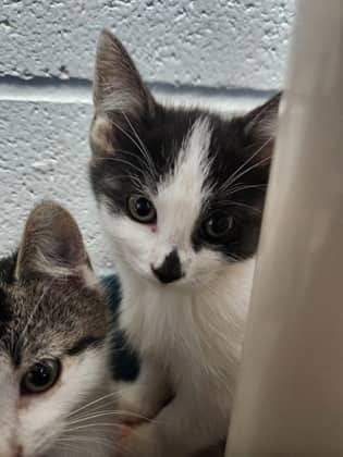Hex - Domestic Shorthair/Mix cat available for adoption at Humane Society of Kitchener Waterloo & Stratford Perth in Kitchener