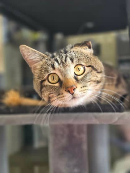 Arby - Domestic Shorthair/Mix available for adoption