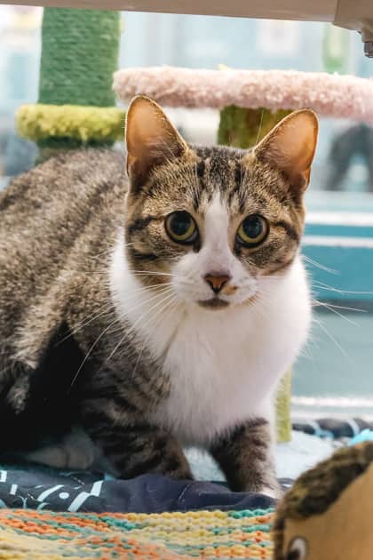 Princess Pancake - Domestic Shorthair/Mix cat available for adoption at Humane Society of Kitchener Waterloo & Stratford Perth in Kitchener