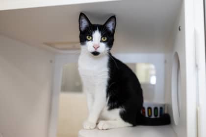 Oreo - Domestic Shorthair/Mix cat available for adoption at Humane Society of Kitchener Waterloo & Stratford Perth in Kitchener