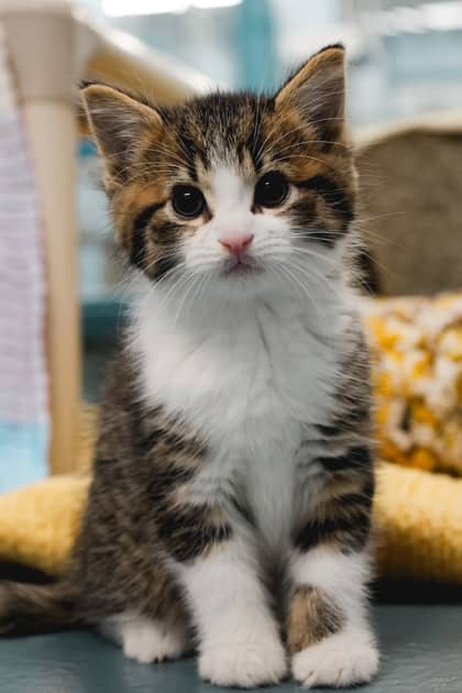 Percival Fluffington - Domestic Medium Hair/Mix cat available for adoption at Humane Society of Kitchener Waterloo & Stratford Perth in Kitchener