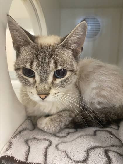 Quartz - Domestic Shorthair/Mix cat available for adoption at Humane Society of Kitchener Waterloo & Stratford Perth in Kitchener