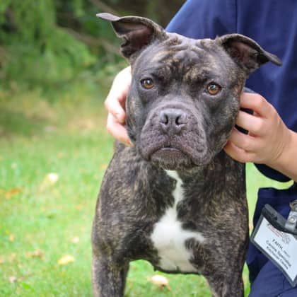 Veronica - Mixed Breed available for adoption at Humane Society of Kitchener Waterloo & Stratford Perth in Kitchener