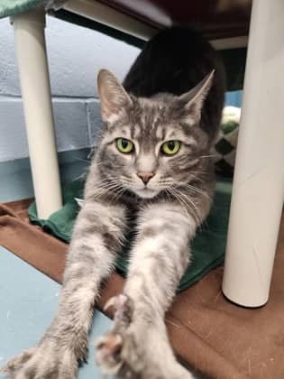 Atlas - Domestic Shorthair/Mix cat available for adoption at Humane Society of Kitchener Waterloo & Stratford Perth in Kitchener
