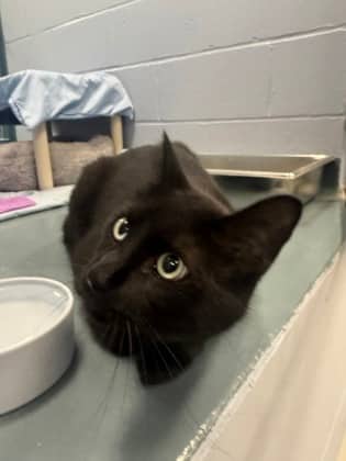 Greg - Domestic Shorthair/Mix cat available for adoption at Humane Society of Kitchener Waterloo & Stratford Perth in Kitchener