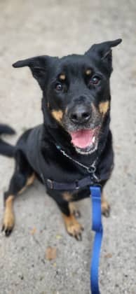 Sugar - Mixed Breed available for adoption at Humane Society of Kitchener Waterloo & Stratford Perth in Kitchener