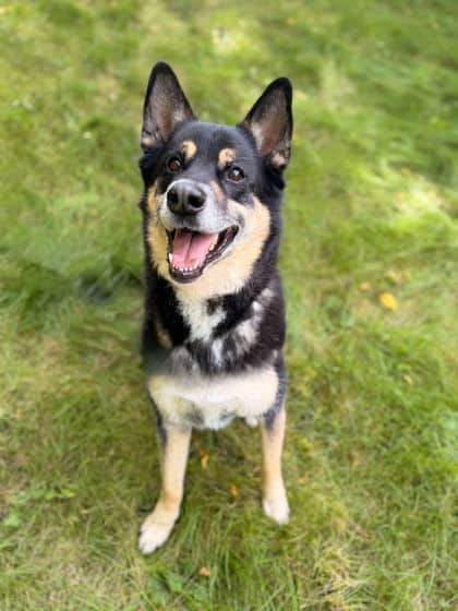 Rocky - Mixed Breed available for adoption at Humane Society of Kitchener Waterloo & Stratford Perth in Kitchener