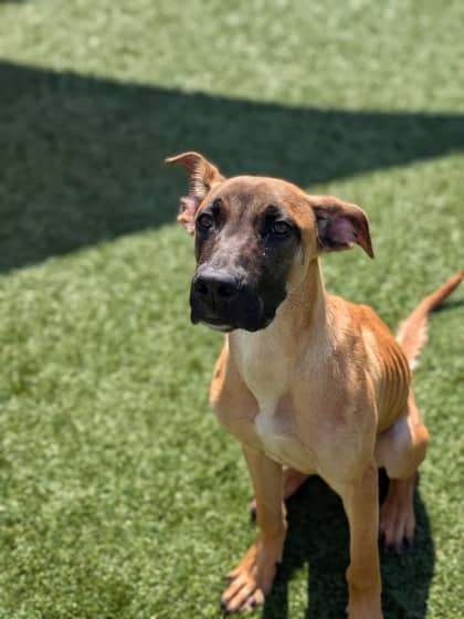 Wall.E - Mixed Breed available for adoption