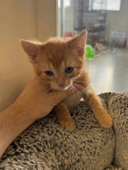 Scout - Domestic Shorthair/Mix available for adoption